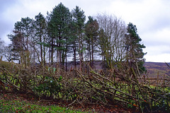 hedge laying at Moorfield