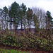 hedge laying at Moorfield