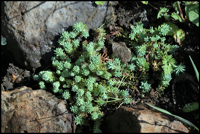 Sedum lydium