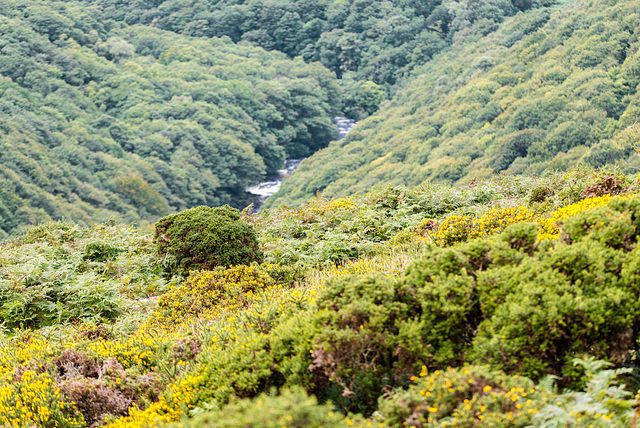 Dartmoor - 20150831