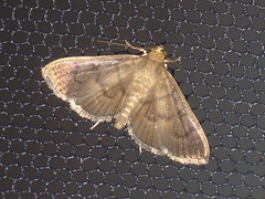 TB055 Pleuroptya silicalis [T]