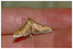Moth IMG_2372