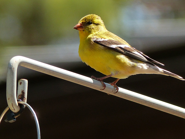 Day 2, American Goldfinch male, Rondeau PP