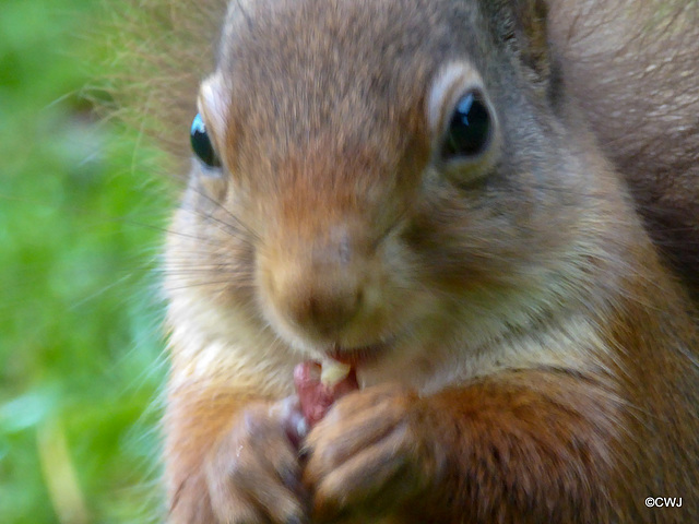 Dawn breakfast for Red Squirrel