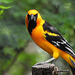 Day 6, Altamira Oriole
