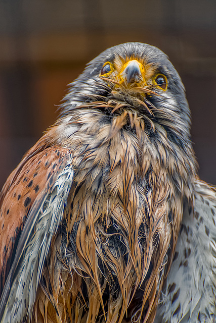 Cheshire falconry33