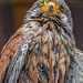 Cheshire falconry33