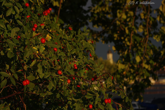 BÖ0018603 BÖ0018603