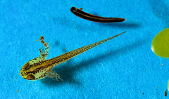 A newt tadpole and leech at 2.1 Magnification from BR7.Newt tadpole is 6.45 mm and leech 3.48 mm