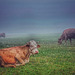 Krave u magli