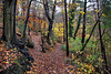 Herbstlicher Waldweg am Hohenstein (Witten) / 26.11.2023