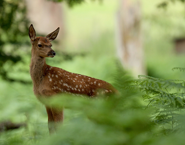 l' innocence .......