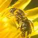 IMG 1681 Bee-1