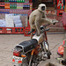Monkey on a Motorcycle