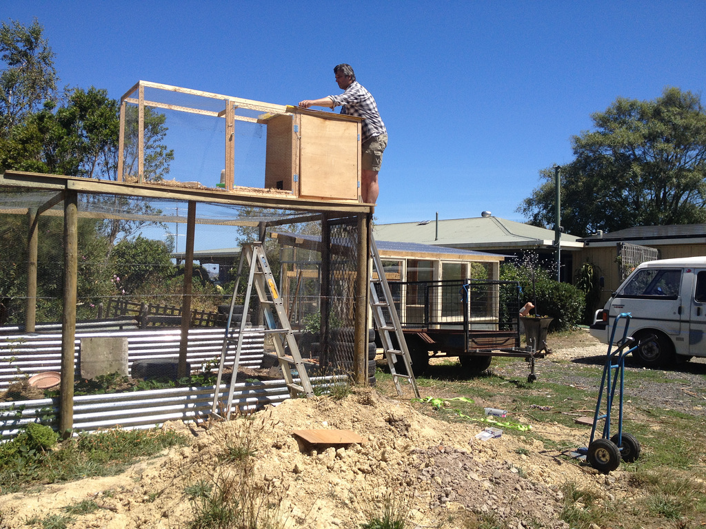 guinea fowl training coop