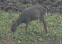 A Deer grazing on the distant field A04-02