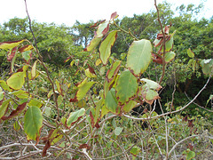 DSCN1245 - folhas de marmeleiro-da-praia Dalbergia ecastaphyllum, Fabaceae