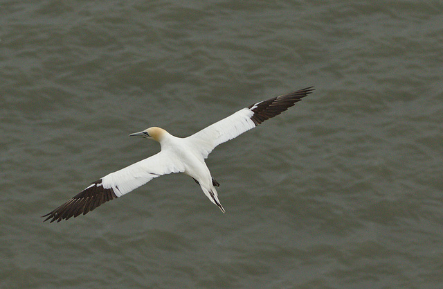 EF7A3270 Gannet