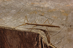 Stick Insect IMG_2363