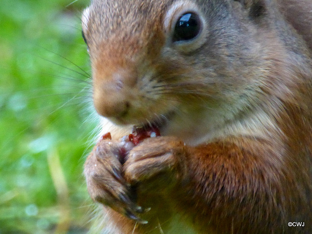 Dawn breakfast for Red Squirrel