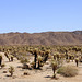 Cholla Cactus Garden