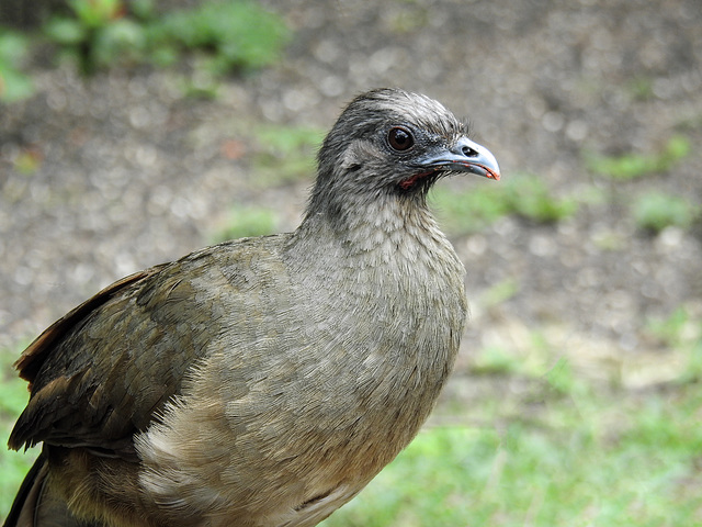 Day 6, Plain Chachalaca