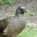 Day 6, Plain Chachalaca
