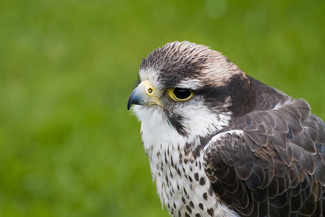 Chester cathedral falconry