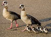 Family promenade