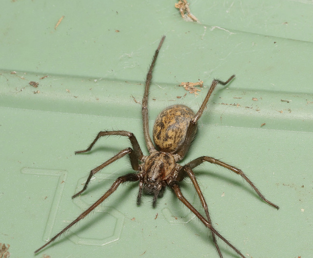 Spider IMG2922