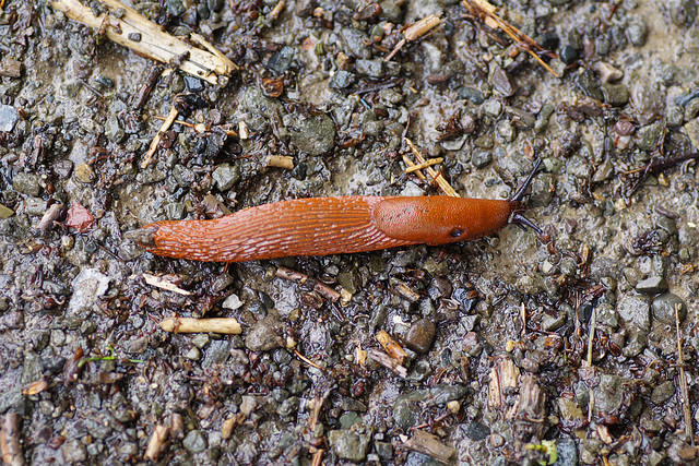 Rote Wegschnecke im Regen