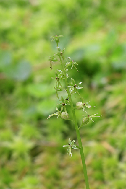 Heart-leaved Twayblade