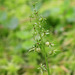 Heart-leaved Twayblade