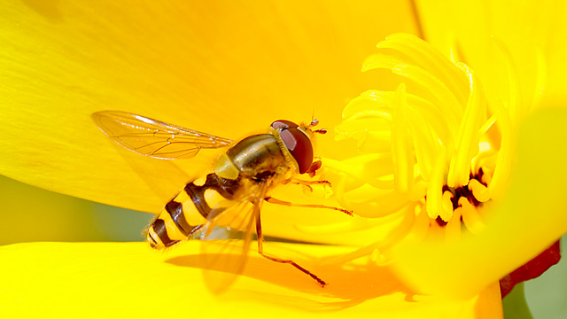 Syrphidae