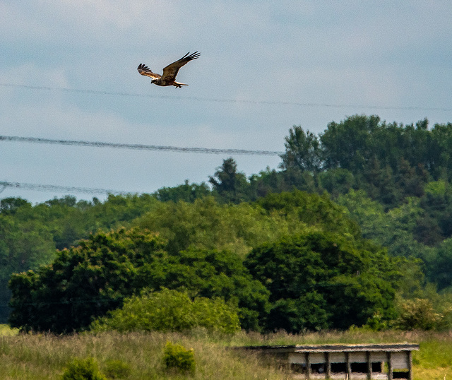 Marsh harrier