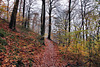 Waldweg am Hohenstein (Witten) / 26.11.2023