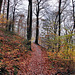 Waldweg am Hohenstein (Witten) / 26.11.2023