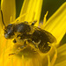 IMG 1683 Bee-1