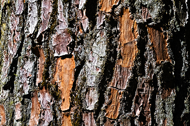 Tree bark.