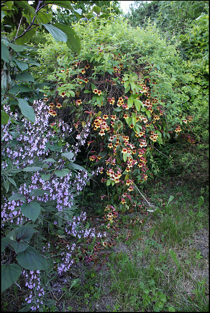 Bignonia capreolata (2)
