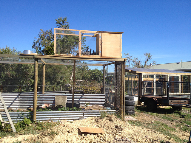 guinea fowl training coop