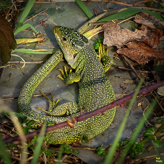 01/03/2016 = 1° lézard vert (en Z....s'il vous plaît.... merci)