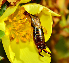 Earwig