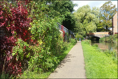 Lucy's canalside wall plants