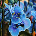 1T0A714- Phalaenopsis bleus- bleu et rose (PIP)