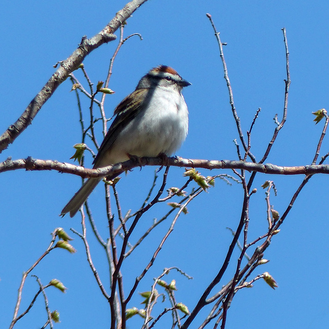 Day 2, Chipping Sparrow, Rondeau PP