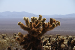 Cholla Cactus Garden