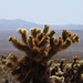 Cholla Cactus Garden