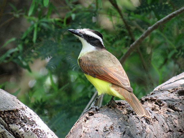 Day 6, Great Kiskadee