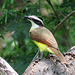 Day 6, Great Kiskadee